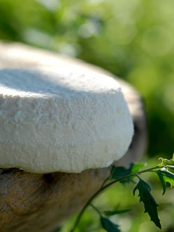 Azienda Agricola Agrilanga